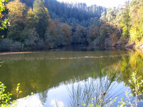 am_isenachweihe_im_pfaelzer_wald.jpg
