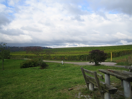 die_weinstrasse_bei_dackenheim.jpg