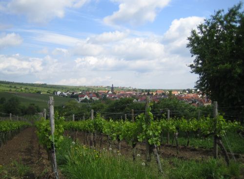 edles_kallstadt_-_edler_weinort_-_edle_weine.jpg