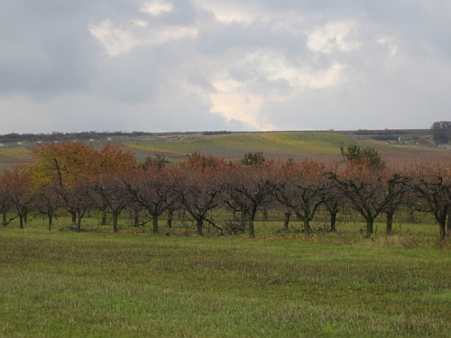 herbstbild_freinsheim_-_dackenheim.jpg