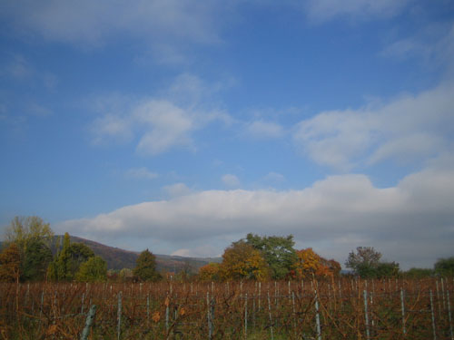 himmlische_pfalz_im_herbst..jpg