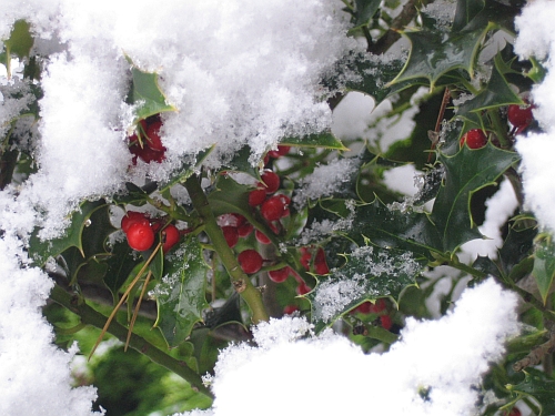holly_oder_stechpalme_im_schnee.jpg