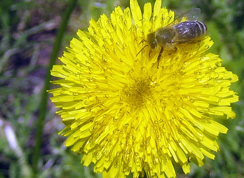 loewenzahn_und_fleissige_biene.gif