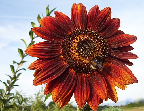 sonnenblume_und_hummel_-cw.jpg