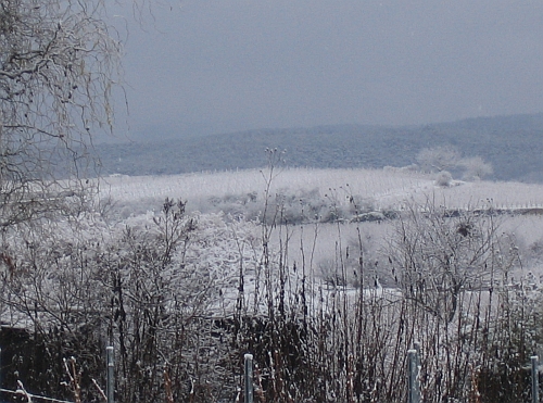 verschneite_weinberge_und__haardt.jpg