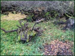 news/images/geaest_im_landschaftsschutzgebiet_birkenheide.jpg