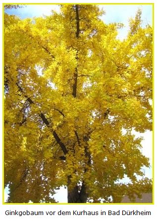 news/images/ginkgo_baum_vor_dem_kurhaus_bad_duerkheim.jpg