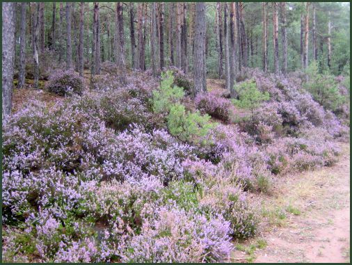 news/images/heide,_heide,_heide,_soweit_das_auge_reicht_-_pfaelzer_wald_ein_herbstmaerchen_..........jpg