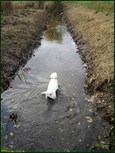 news/images/labrador_in_der_isenach_1.jpg