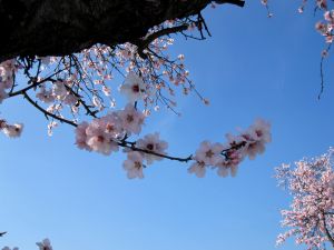 Los geht´s :-) .... Mandelblüte an der Weinstraße