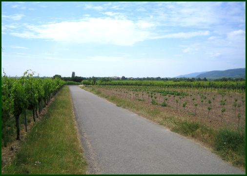 news/images/radwege_nach_niederkirchen_und_deidesheim_-_radwege_bis_ins_elsass.jpg