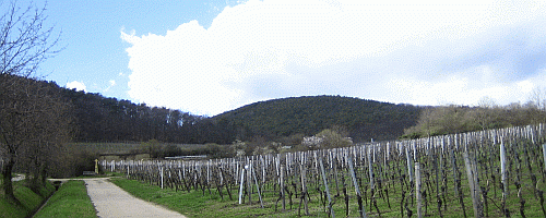 blick_auf_die_haardt_bei_deidesheim_500