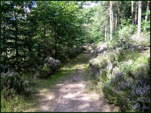 bluehende_heide_pfaelzer_wald_bad_duerkheim_506