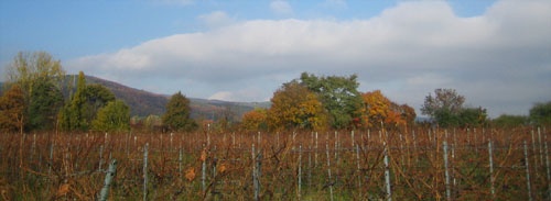 der_malermeister_herbst_in_der_pfalz._500_01