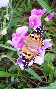 die_wicke_und_der_schmetterling_300_01