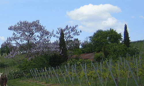 fruehling_im_weinberg_500