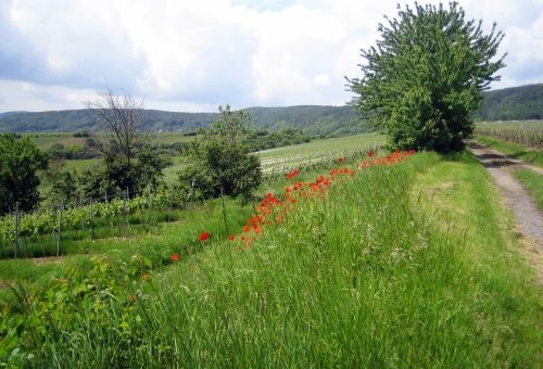 haardt_und_mohnblumen_500