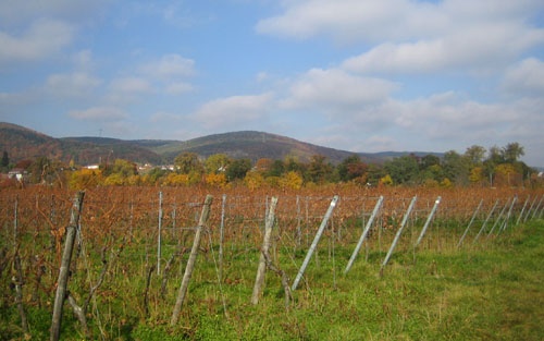 herbstfarbenpracht_an_der_deutschen_weinstrasse._500