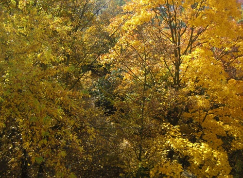 herbstgelber_ahorn_in_neustadt_an_der_weinstrasse._500