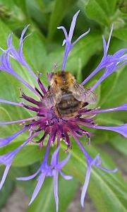 hummel_im_eisenkraut_300_01