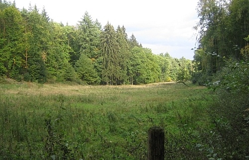 pfaelzer_wald_-_schoener_mischwald._500