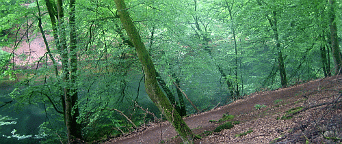 pfaelzerwald_1_500