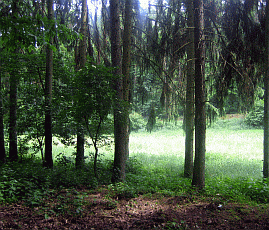 pfaelzerwald_2_269