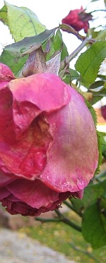 rose_im_herbst_373