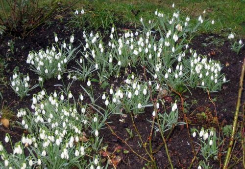 schneegloeckchen-galantus-nivalis-erste-fruehjahrsboten_500