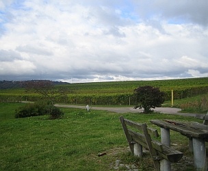 wanderung_im_weinberg_304