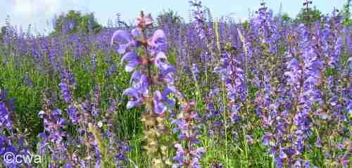 wiesensalbei_-_salvia_pratensis_500_01