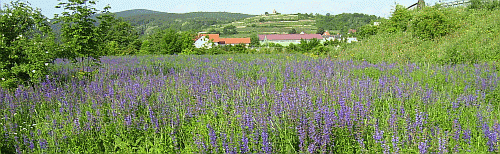 wiesensalbei_an_der_weinstrae_500