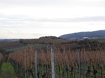 winter_-_blick_auf_den_michelsberg_bei_bad_duerkheim_31.12.09_215