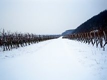 winter_-_frueh_morgens_ueber_deidesheim_213