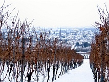 Image result for Pfalz winter weinstraße