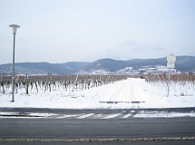 winter_-_weinstrasse_bei_deidesheim_-_blick_auf_die_haardt_215