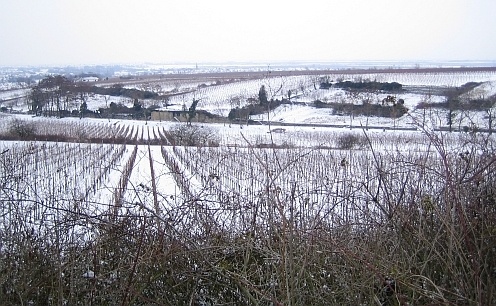 winterwanderung_durch_weinberge_496